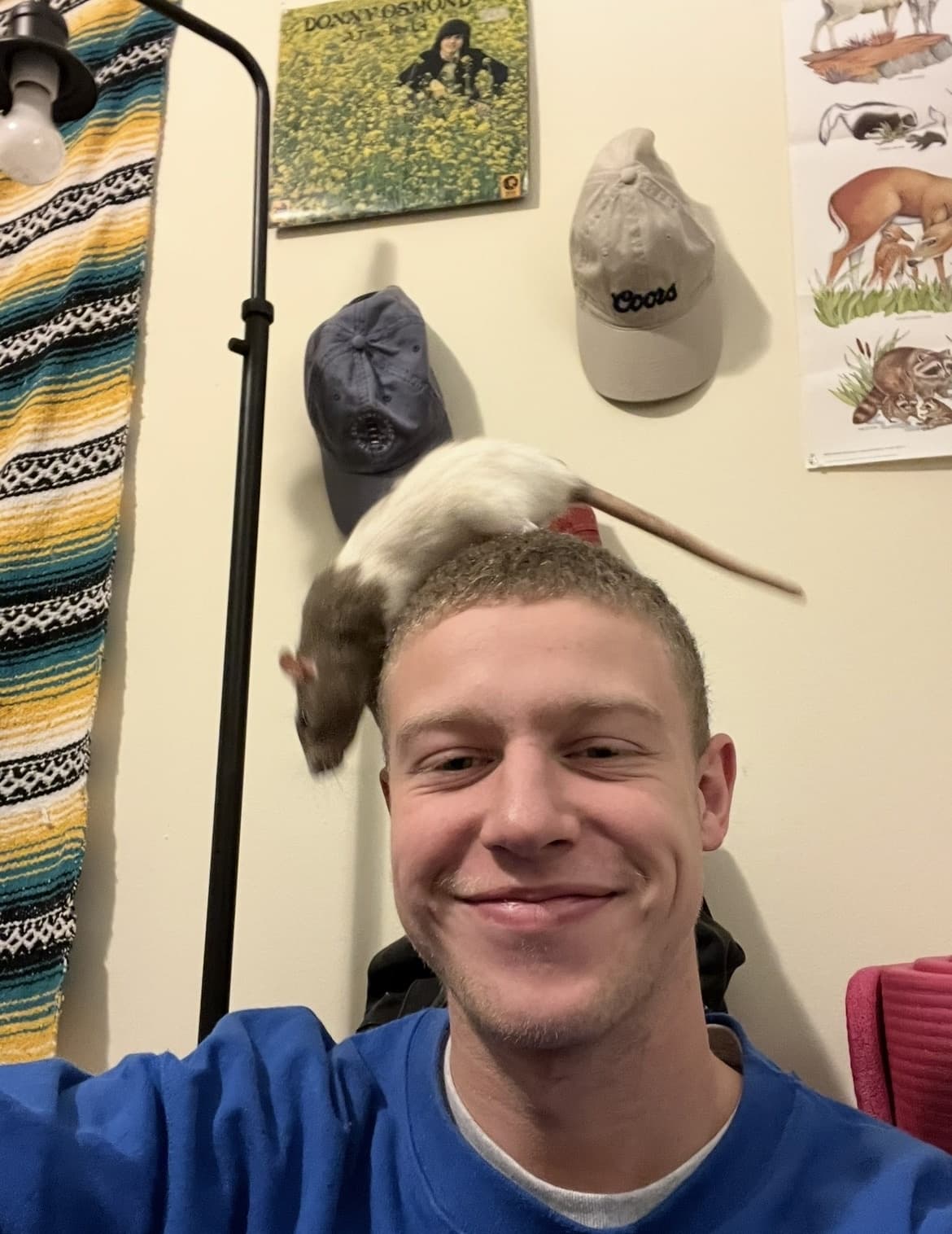 Rat
